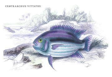 Centrarchus Vittatus 20x30 poster