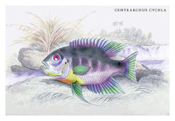 Centrarchus Cychla 20x30 poster