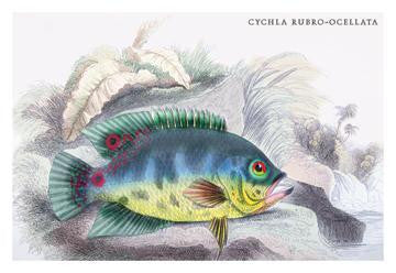 Cychla Rubro-Ocellata 20x30 poster