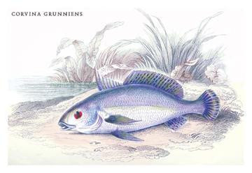 Corvina Grunniens 20x30 poster