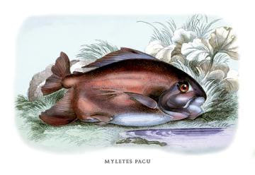 Myletes Pacu #2 20x30 poster