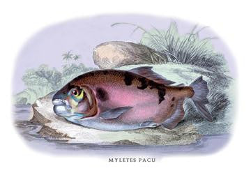 Myletes Pacu #1 20x30 poster