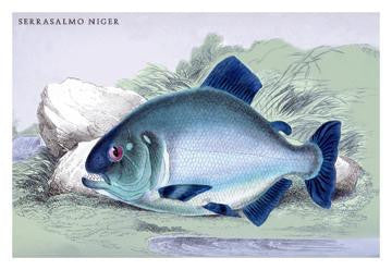 Serrasalmo Niger 20x30 poster