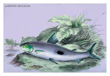 Anopus Notatus 20x30 poster