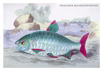 Chalceus Macrolepidotus 20x30 poster