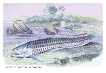 OsteOFlossum Arowana 20x30 poster