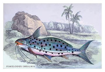 Pimelodus Insignis 20x30 poster