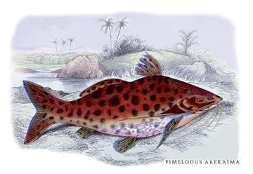 Pimelodus Arekaima 20x30 poster