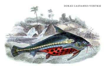 Doras Castaneo-Ventris 20x30 poster