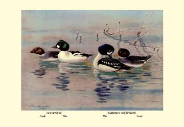 Golden-Eye and Barrow&#39;s Golden-Eye Ducks 20x30 poster