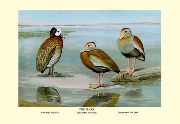 White-faced, Black-bellied and Gray-breasted Tree Ducks 20x30 poster