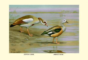 Egyptian and Orinoco Goose 20x30 poster