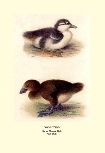 Downy Young Ducks 20x30 poster