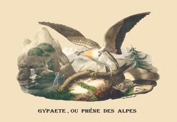 Gypaete, ou Phene des Alpes 20x30 poster