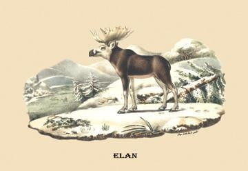 Elan 20x30 poster