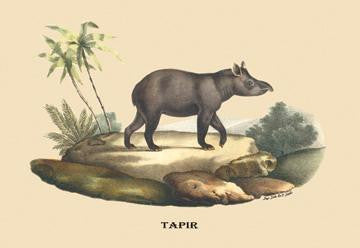 Tapir 20x30 poster