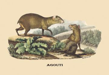 Agouti 20x30 poster