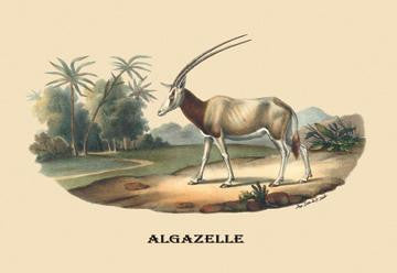 Algazelle (Gazelle) 20x30 poster