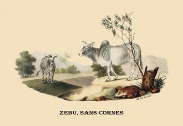 Zebu, sans Cornes 20x30 poster