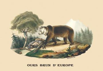 Ours Brun d&#39;Europe (European Brown Bear) 20x30 poster