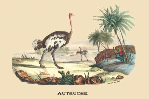 Autruche (Ostrich) 20x30 poster