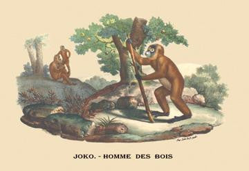 Joko - Homme des Bois (Monkey) 20x30 poster