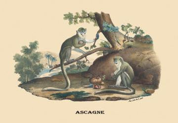 Singes (Monkeys) 20x30 poster