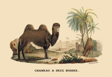 Chameau a Deux Bosses (Camel) 20x30 poster