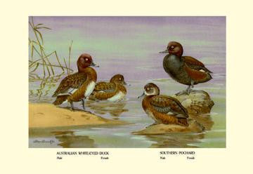 Australian White-Eyed and Southern Pochard Ducks 20x30 poster