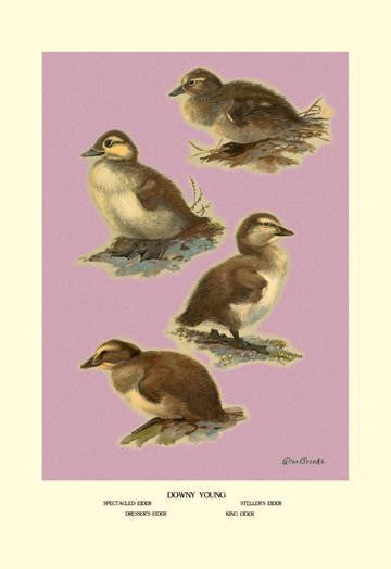 Four Downy Young Ducks 20x30 poster