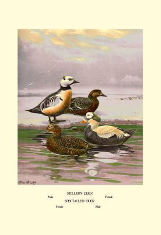 Stellars and Spectacled Eiders 20x30 poster