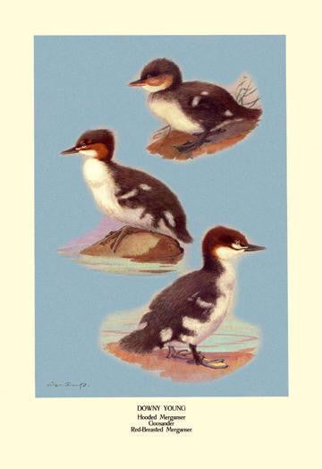 Three Downy Young Ducks 20x30 poster