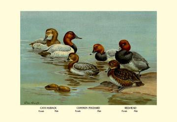 Canvas-Back, Common Pochard and Red-Head Ducks 20x30 poster