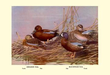 Cinnamon and Blue-Winged Teals 20x30 poster