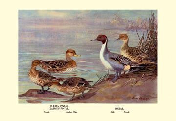 Pintail Ducks 20x30 poster