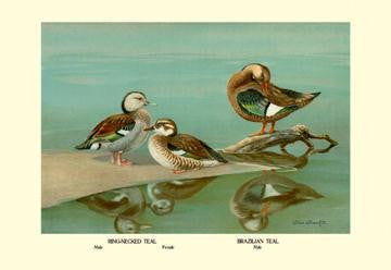 Ring-Necked and Brazilian Teals 20x30 poster