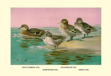 Four Types of Teal Ducks 20x30 poster