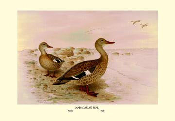 Madagascan Teal 20x30 poster