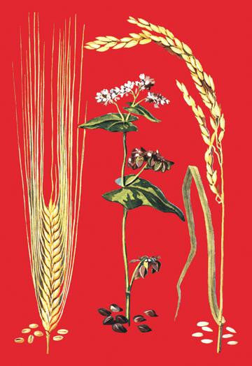 Grains: Barley, Buckwheat, and Rice #2 20x30 poster