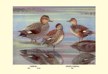 Gadwall and Coues&#39;s Gadwall Ducks 20x30 poster