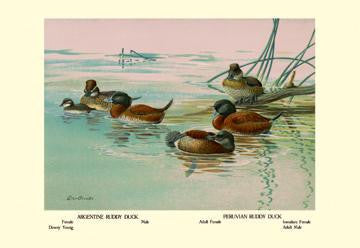 Argentine and Peruvian Ruddy Ducks 20x30 poster