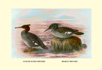 Auckland Island and Brazilian Mergansers 20x30 poster