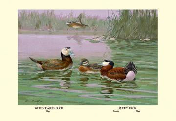 White-Headed and Ruddy Ducks 20x30 poster