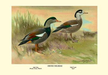 Crested Sheldrake Ducks 20x30 poster