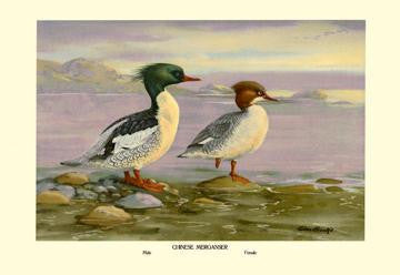 Chinese Merganser 20x30 poster