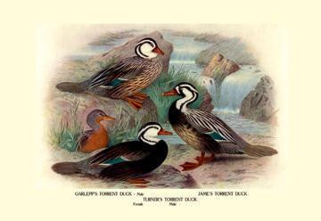 Garlepp&#39;s, Jame&#39;s and Turner&#39;s Torrent Ducks 20x30 poster