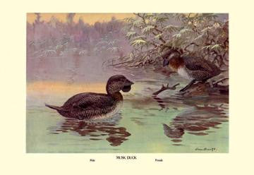 Musk Duck 20x30 poster