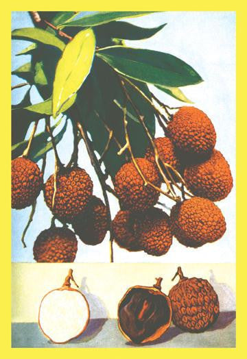 Litchi 20x30 poster