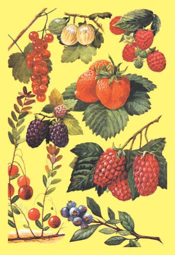 Berries 20x30 poster