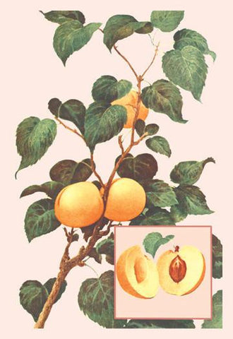 Apricots 20x30 poster